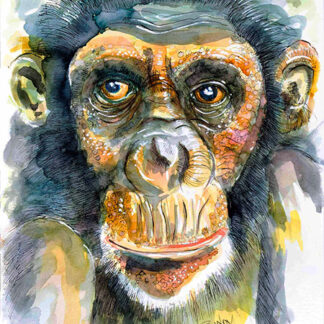 Pen/ink/dye illustration of chimp