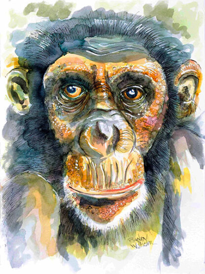 Pen/ink/dye illustration of chimp